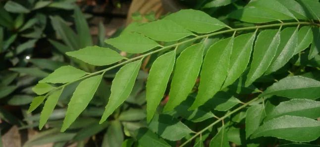 Curry leaves