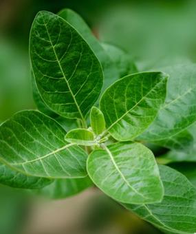 Benefits of Ashwagandha