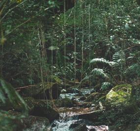 Social Impact River flowing through Jungle