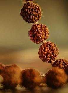 significance of rudraksha